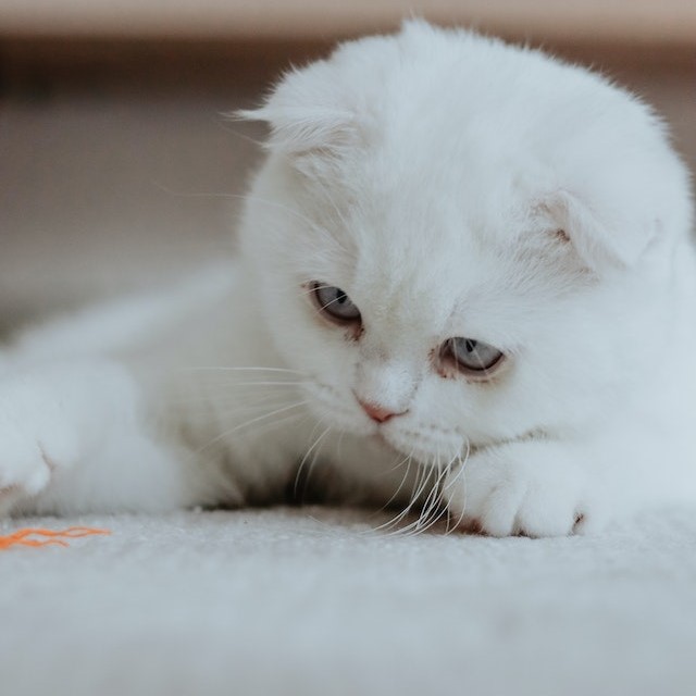 Pet Odor Pet StainAnd Urine Removal Brooklyn NY | Anthony Peter Carpet Upholstery Carpet Rug Cleaning Brooklyn Anthony Peter Carpet Upholstery Carpet Rug Cleaning Brooklyn